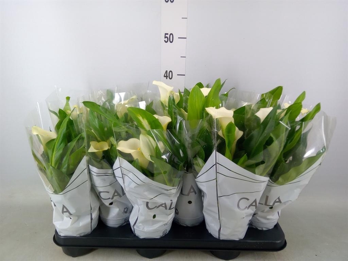 <h4>Zantedeschia  'Captain Fresco'</h4>