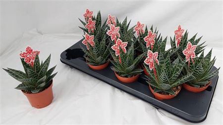 <h4>Aloe Tiki Tahi</h4>