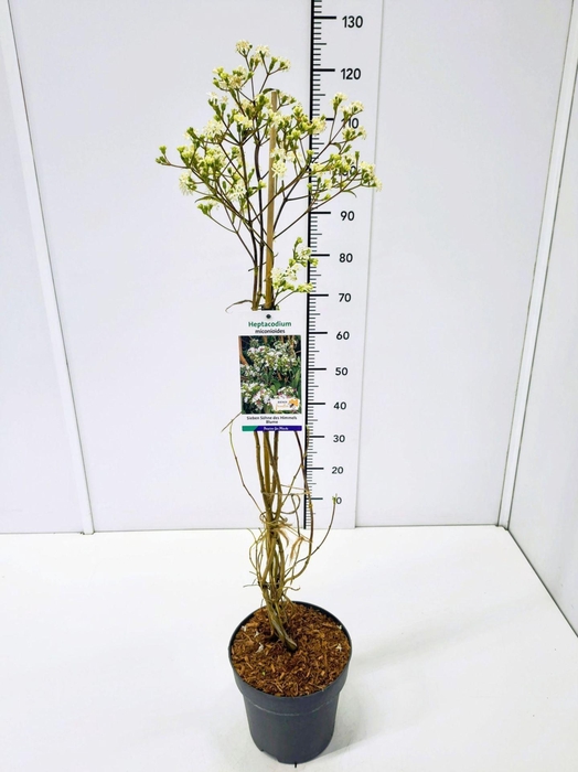 Heptacodium miconioides