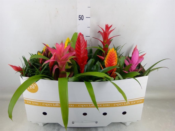 <h4>Bromelia   ...mix 10</h4>