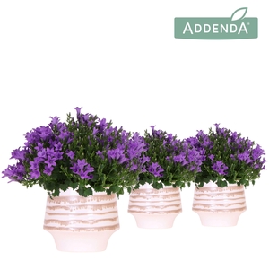 Campanula Addenda Ambella Intense purple in Moonstone pot white