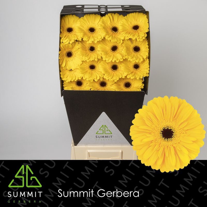 Gerbera Olympic Gold Diamond