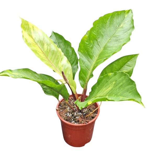 <h4>Anthurium Hookerii variegata</h4>