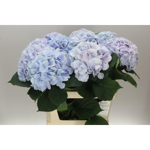 Hyd Verena Lavender