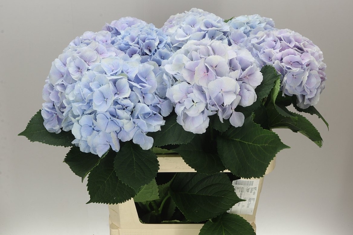 <h4>Hyd Verena Lavender</h4>