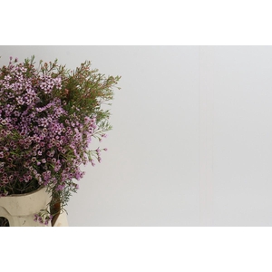 Chamelaucium Solar