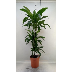 Dracaena frag. 'Janet Craig'