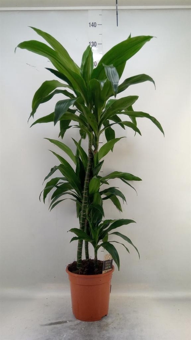 <h4>Dracaena frag. 'Janet Craig'</h4>