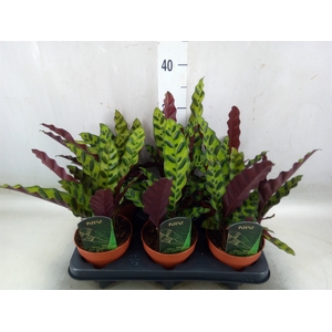Calathea lancifolia