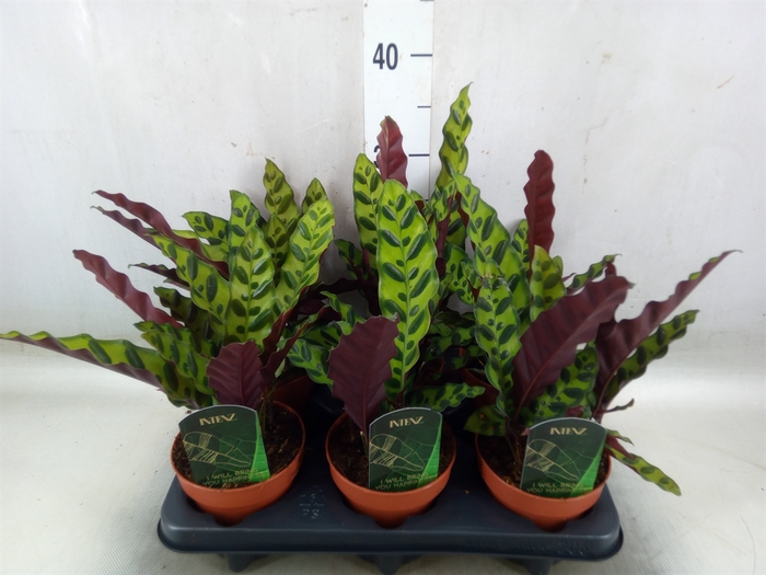 <h4>Calathea lancifolia</h4>