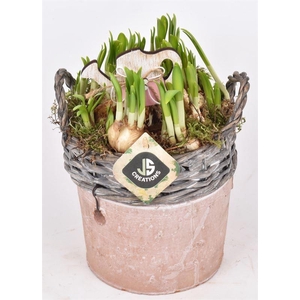 Wilg rand met terra pot 16cm