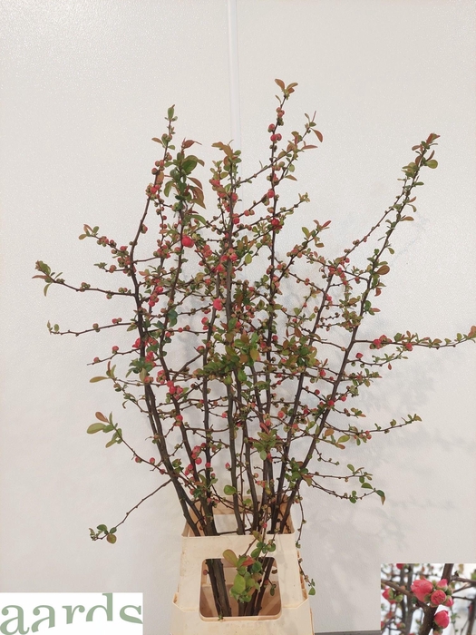 <h4>CHAENOMELES OV</h4>