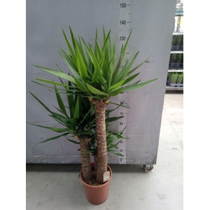 Yucca elephantipes   ...