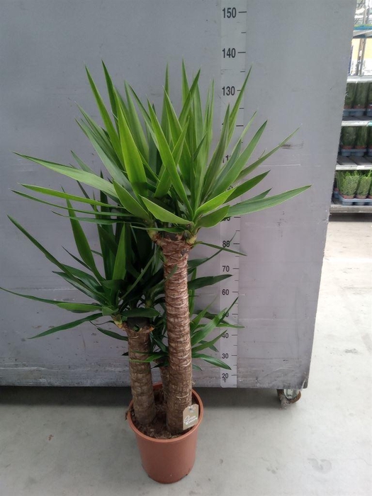 <h4>Yucca elephantipes   ...</h4>