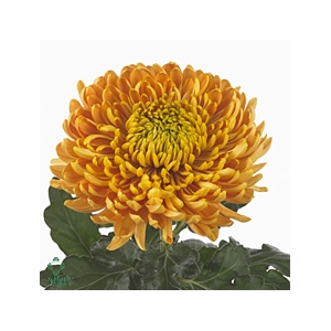 CHRYSANTHEMUM PL 'PR. ARMGARD BRON'