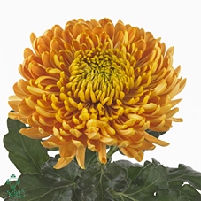 <h4>CHRYSANTHEMUM PL 'PR. ARMGARD BRON'</h4>