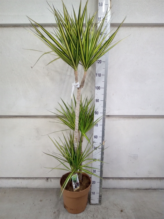 <h4>Dracaena marg. 'Sunray'</h4>