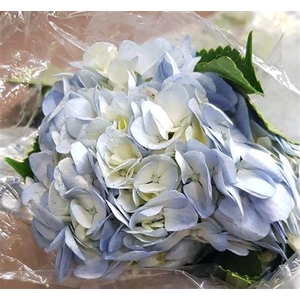 Hydr Premium Light Blue