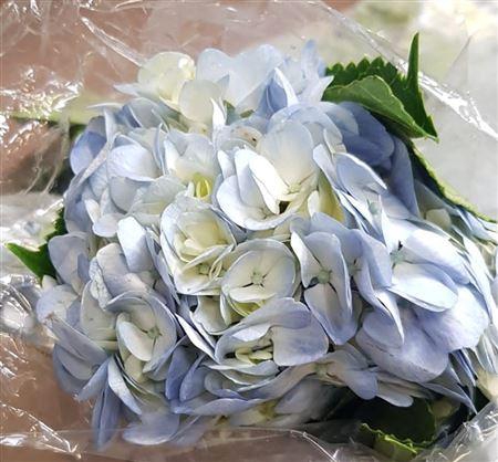 <h4>Hydr Premium Natural Blue</h4>