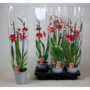 Cambria Nelly Isler 2T kort