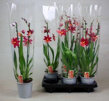 <h4>Cambria Nelly Isler 2T kort</h4>