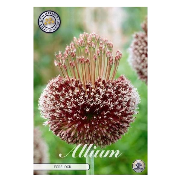 <h4>Allium Forelock x1 14/16</h4>