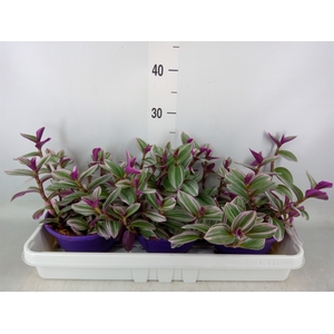 Tradescantia albif. 'Nanouk'