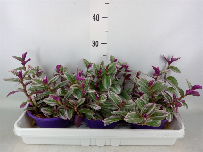 <h4>Tradescantia albif. 'Nanouk'</h4>