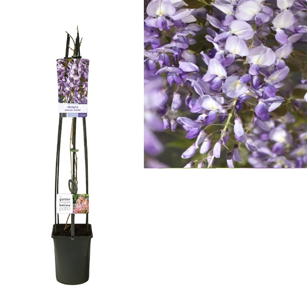 <h4>Wisteria sinensis 'Prolific' +light label</h4>