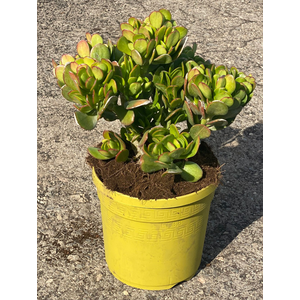 Crassula overig