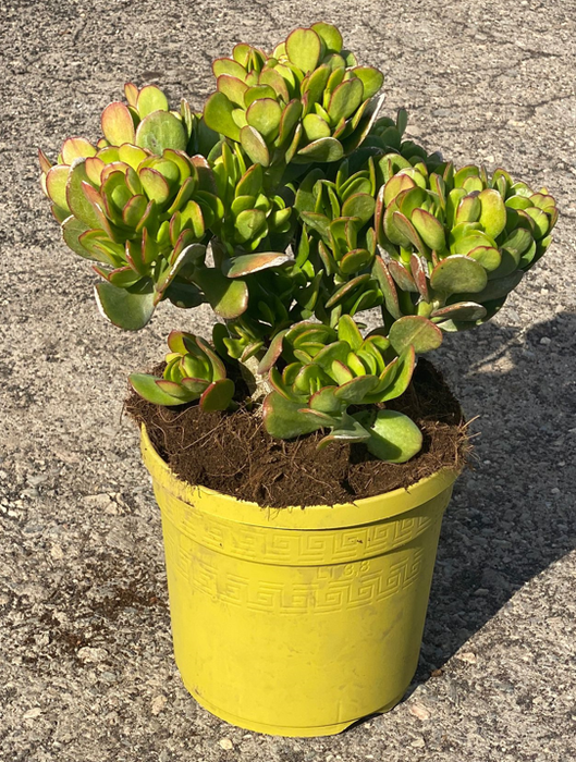 <h4>Crassula overig</h4>