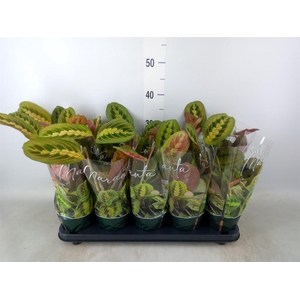 Maranta leuc. 'Fascinator'