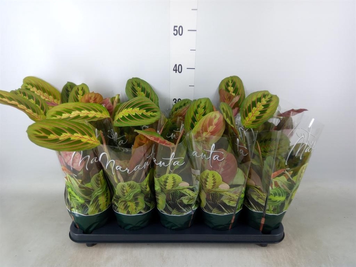 <h4>Maranta leuc. 'Fascinator'</h4>