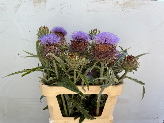 <h4>CYNARA CARDUNCULUS</h4>