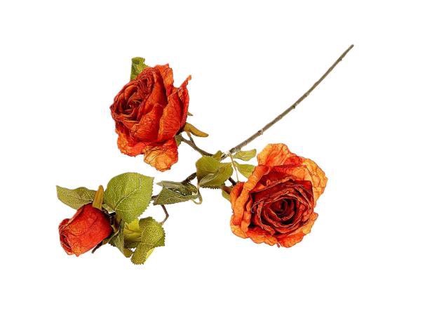 Branch Rosa Horta L66