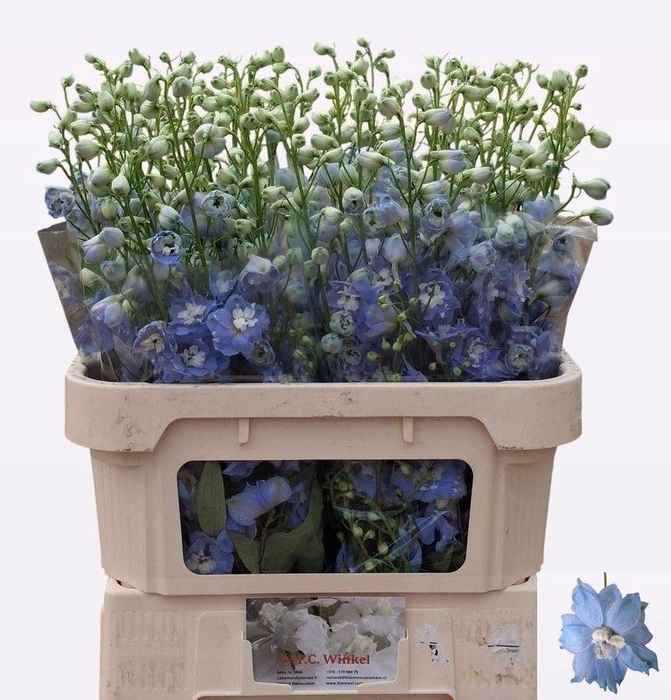 <h4>DELPH DU AUR L BLUE</h4>