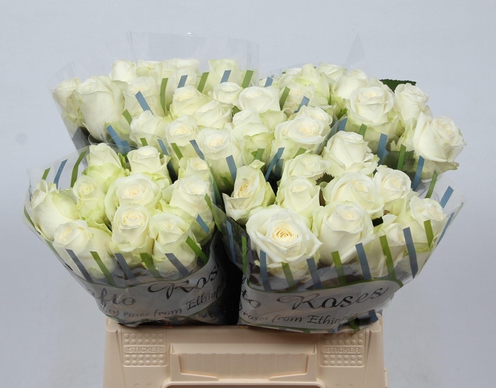 <h4>R GR COUNTDOWN!</h4>