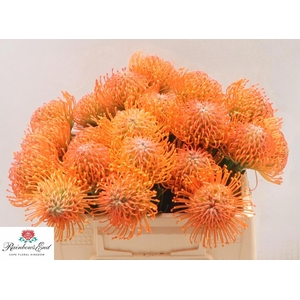 LEUCO AYOBA ORANGE