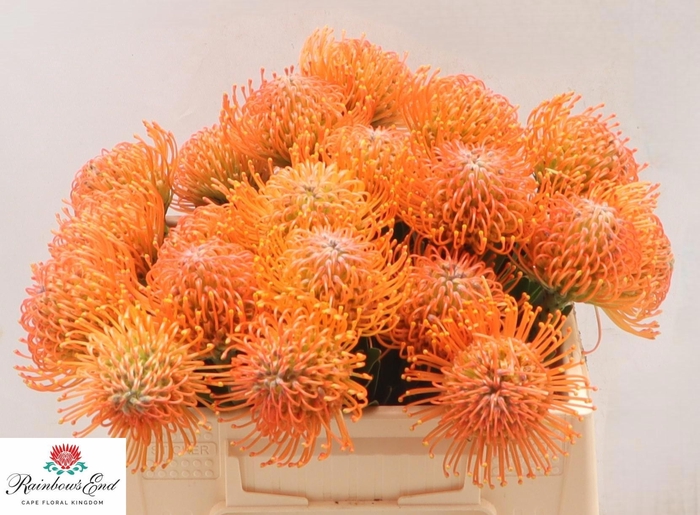 <h4>LEUCO AYOBA ORANGE</h4>