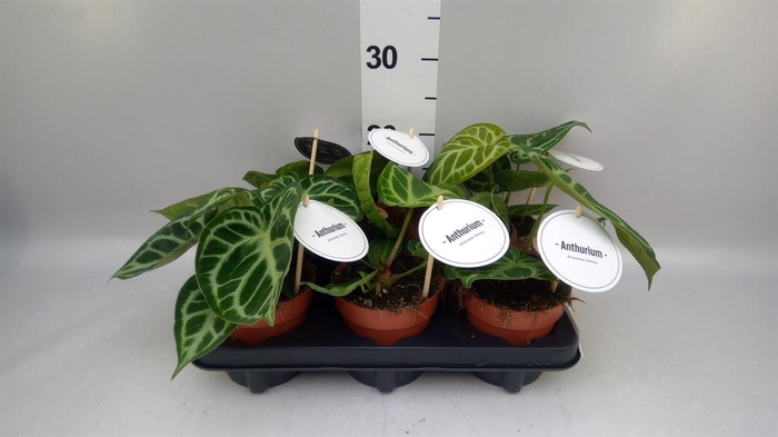 <h4>Anthurium ...</h4>