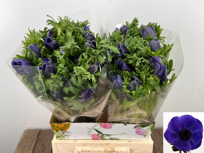 <h4>ANEM CO MAR BLUE</h4>