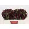 Leucadendron Saf Sunset Dark R.