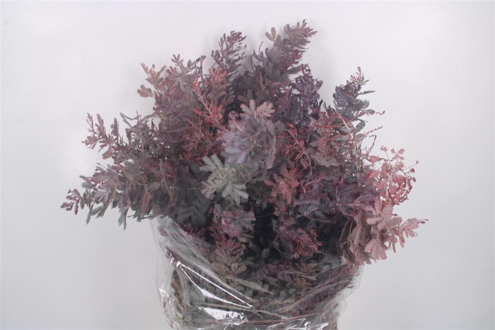 <h4>Acacia Balayana Red Per Bunch</h4>