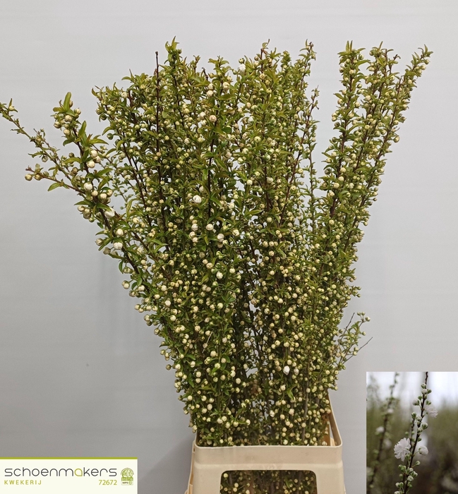 <h4>PRUNUS GLAND WIT ST</h4>