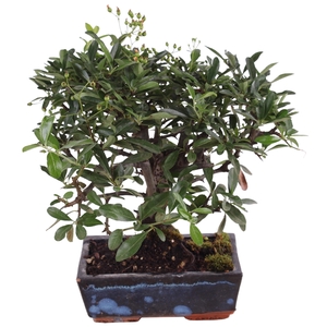 Bonsai Outdoor Deluxe Pyracantha coccinea ø20cm