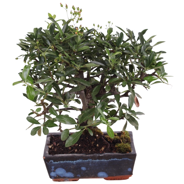 <h4>Bonsai Outdoor Deluxe Pyracantha coccinea ø20cm</h4>