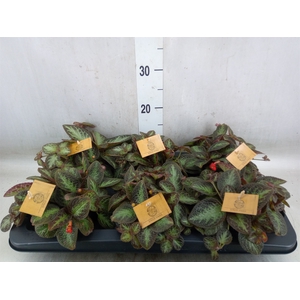 Episcia   ...