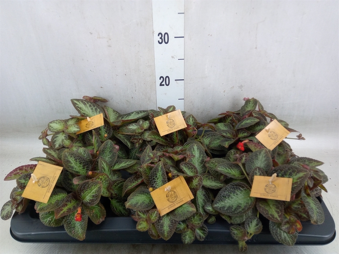 <h4>Episcia   ...</h4>