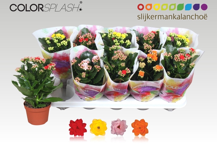 <h4>KAL GE GEM 4 KL</h4>