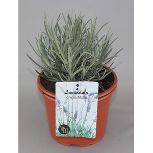 Lavandula Angustifolia C2
